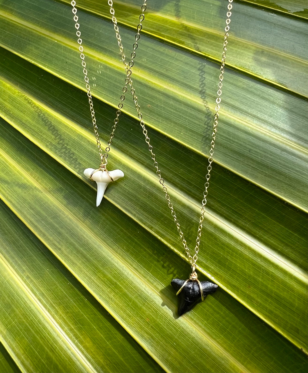 Shark Tooth Necklace